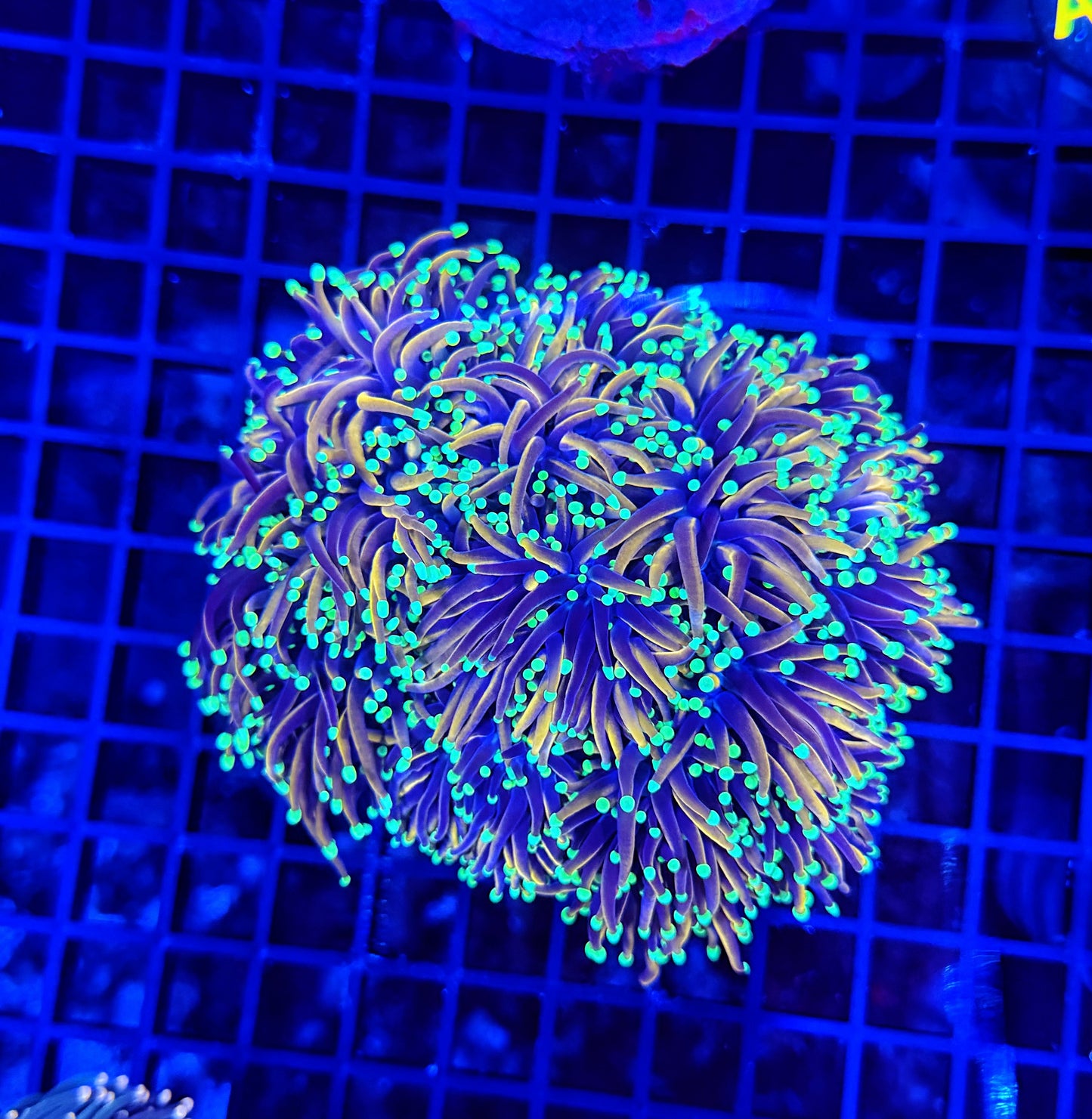 Indo gold LARGE cuttable 6-12+ heads colony