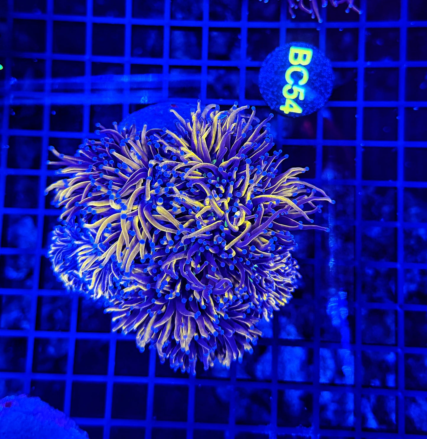 24k / NYK cuttable 4-8+ heads colony