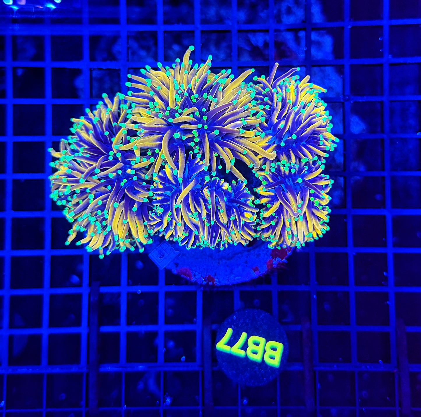 Indo gold cuttable 4-8+ heads colony