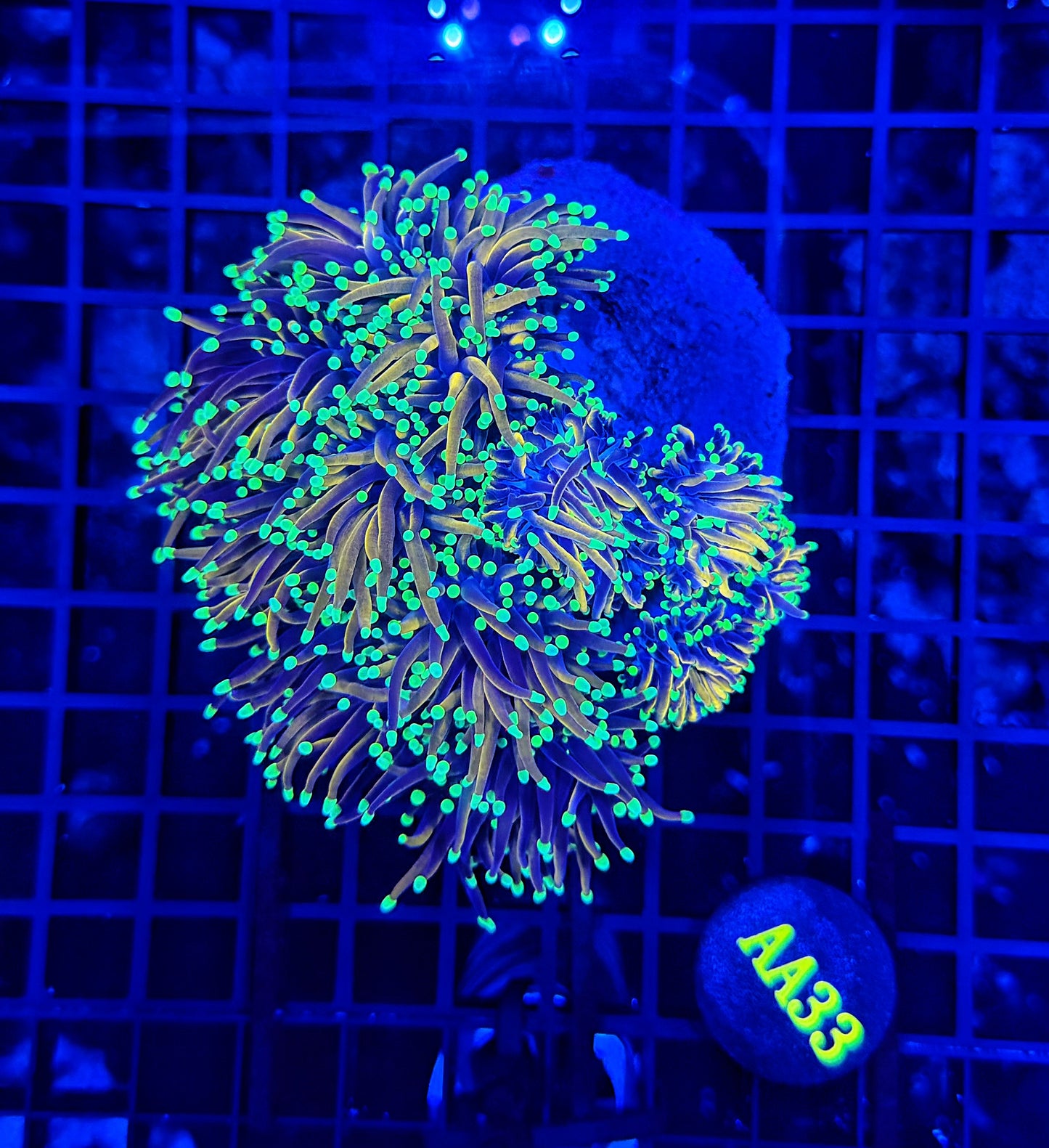 Indo gold cuttable 4-8+ heads colony