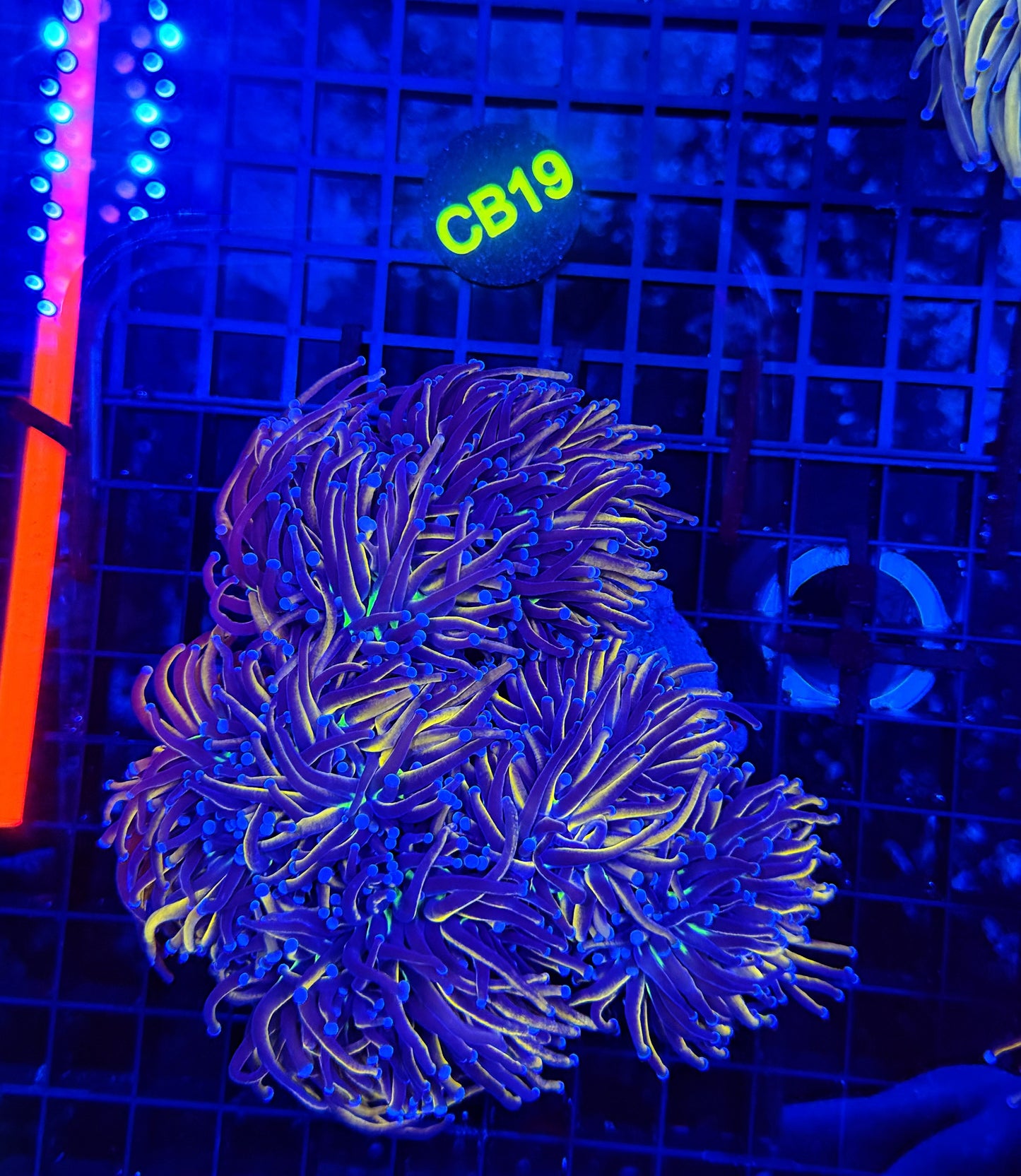24k / NYK cuttable 4-8+ heads colony