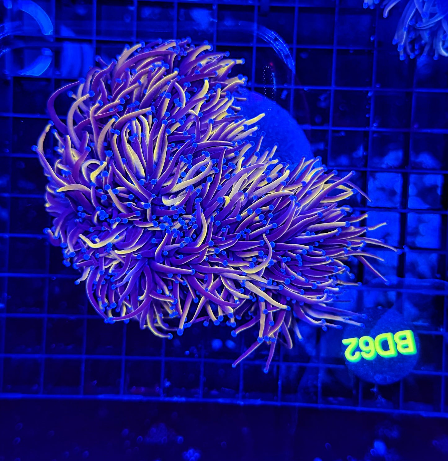 24k / NYK cuttable 4-8+ heads colony