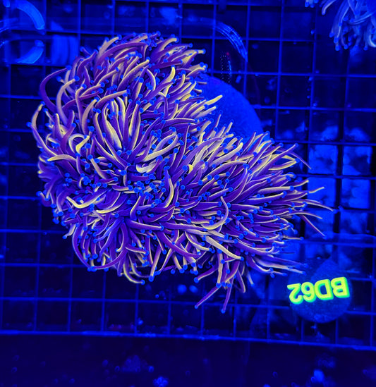 24k / NYK cuttable 4-8+ heads colony