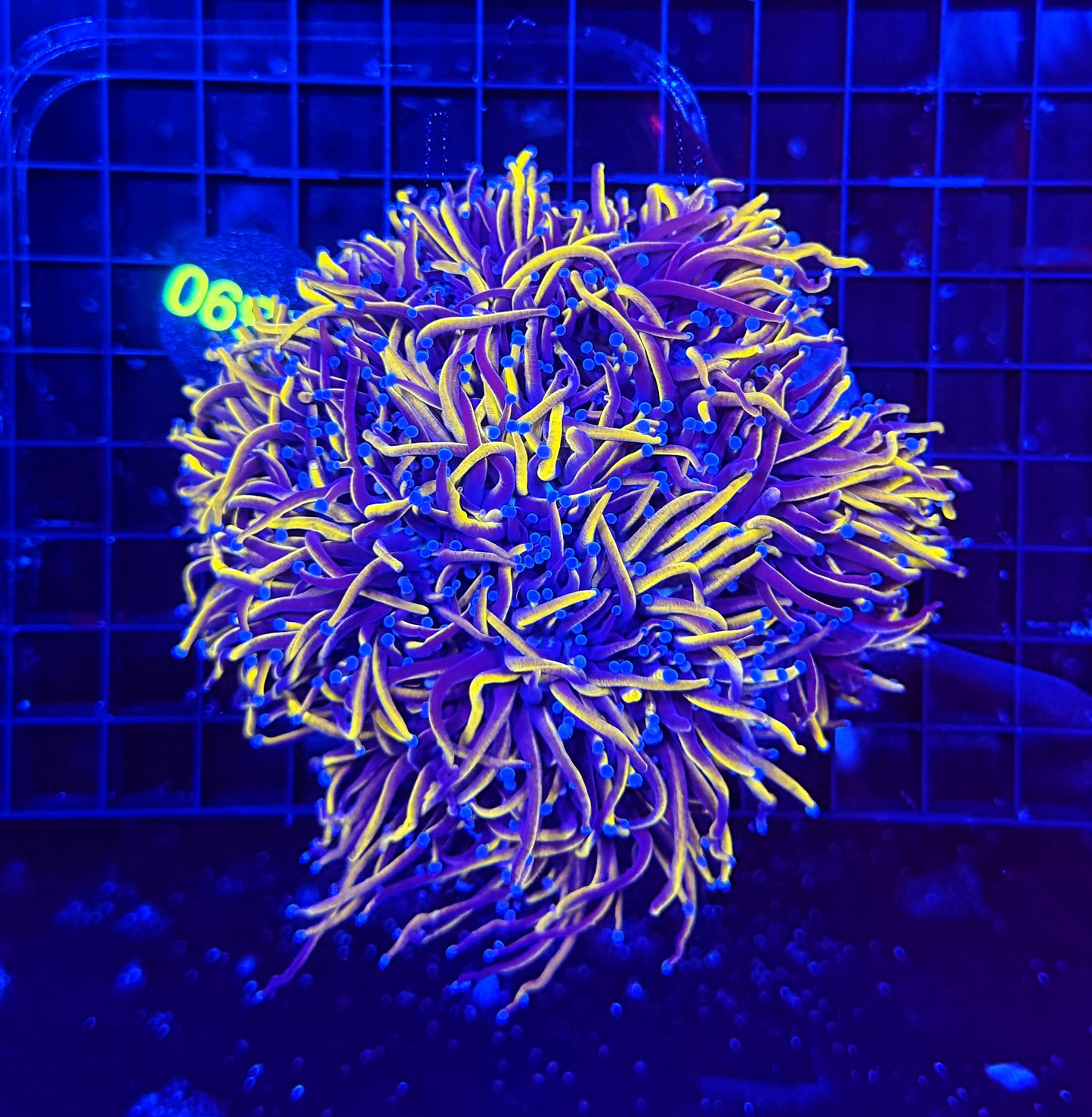 24k / NYK cuttable 4-8+ heads colony