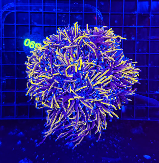 24k / NYK cuttable 4-8+ heads colony