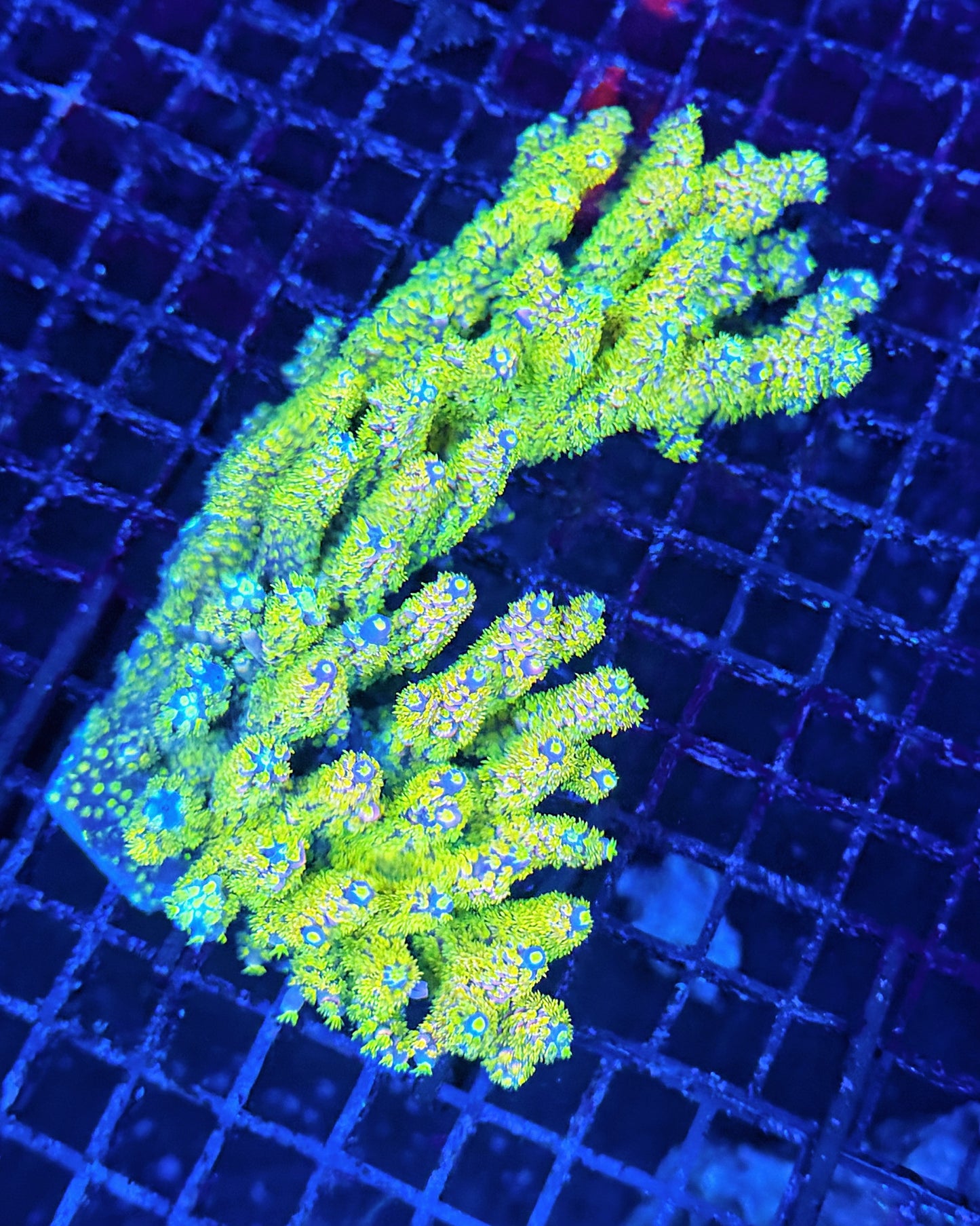 Insane Malay SPS colony (must spend $600 on OTHER corals)