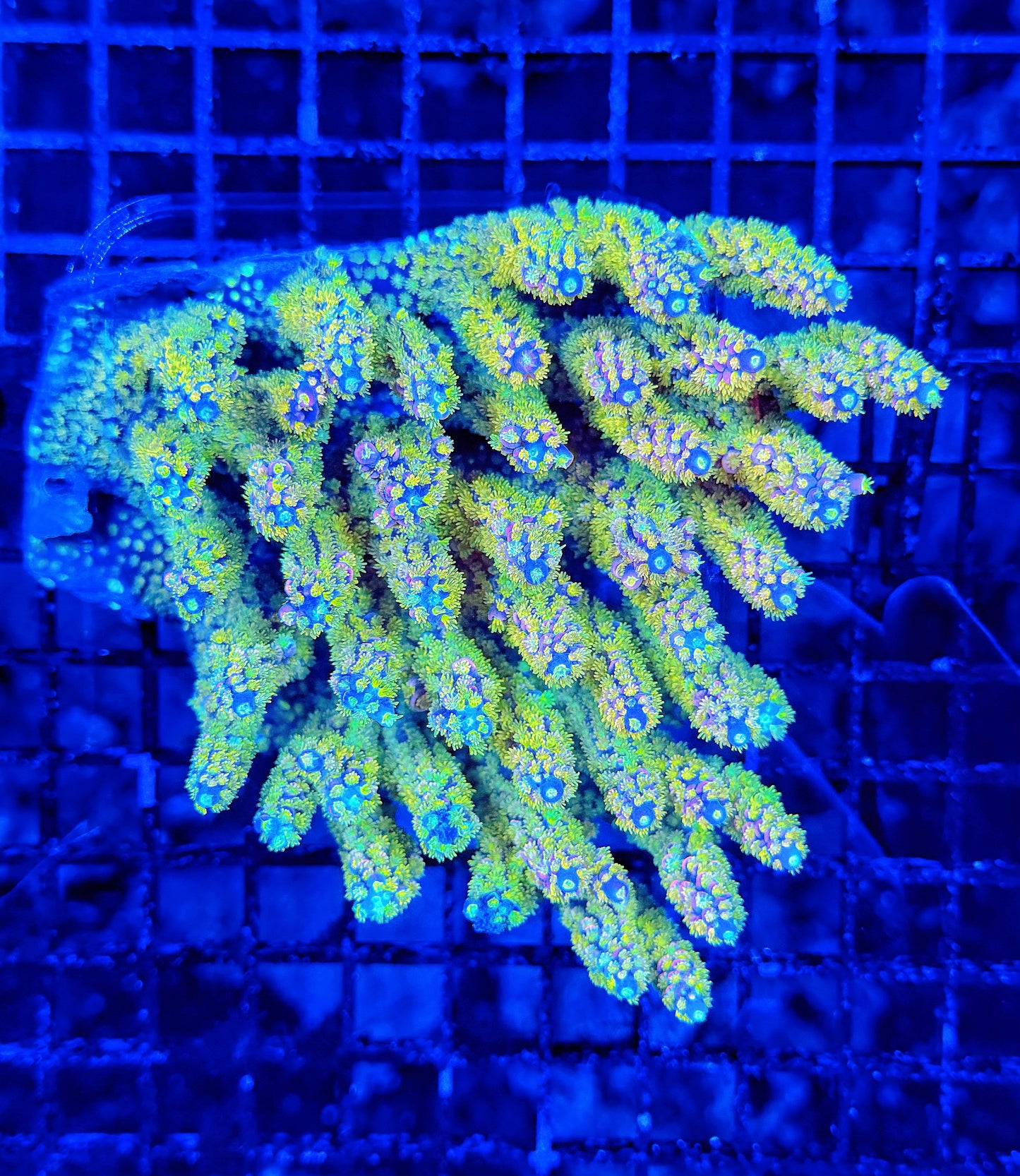 Insane Malay SPS colony (must spend $600 on OTHER corals)