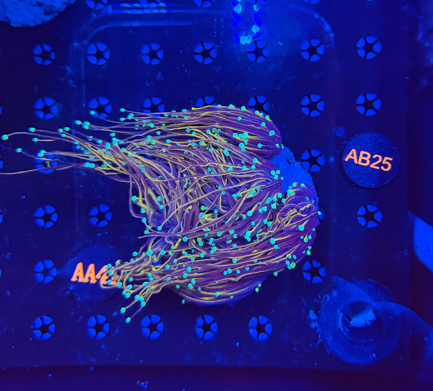 Indo gold colony a42