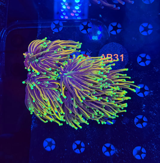 Indo gold colony b31