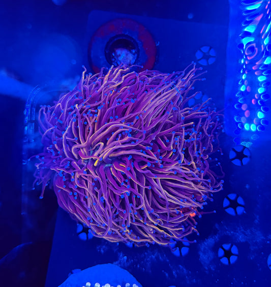 24k colony