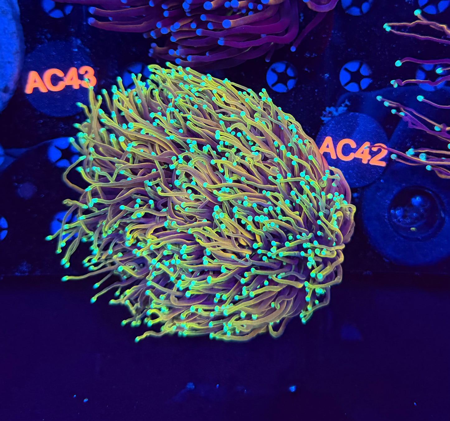 Indo gold colony c42