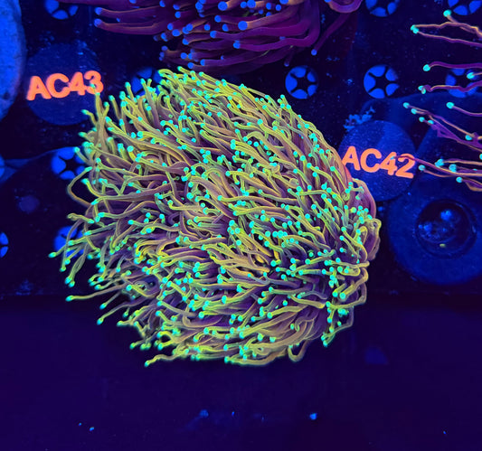 Indo gold colony c42