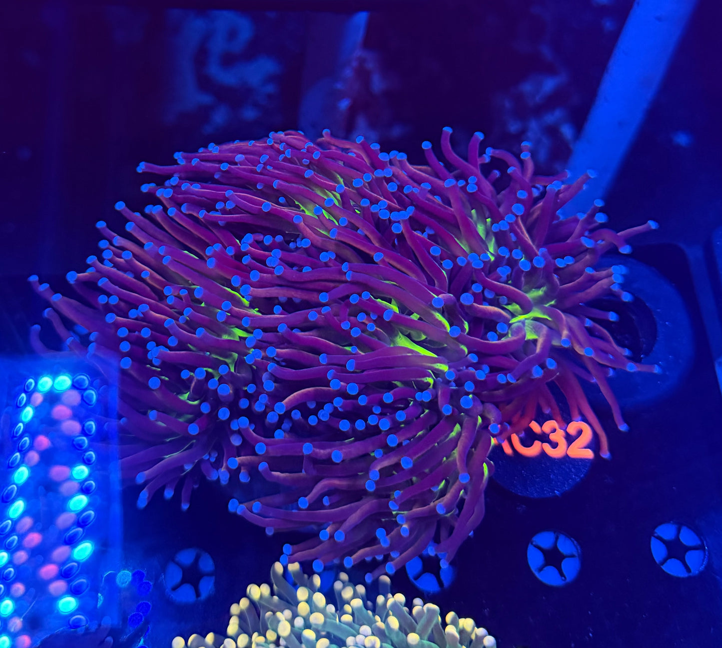 Tiger Knicks colony c32