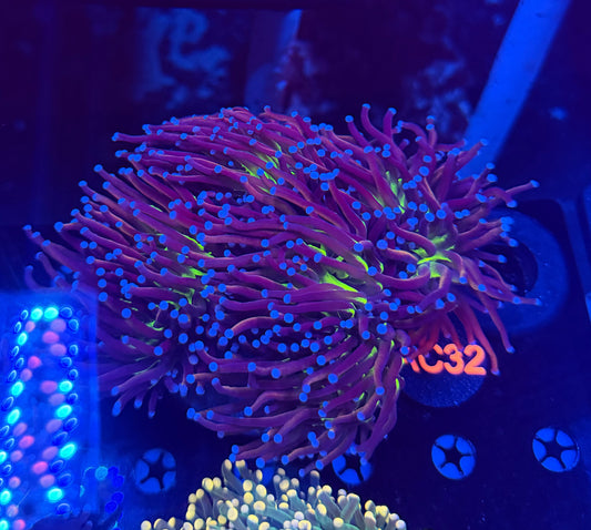 Tiger Knicks colony c32