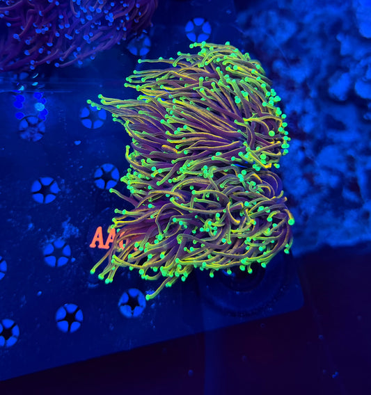 Indo gold colony a06