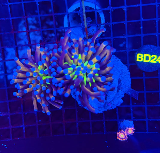 24k tiger Knicks double