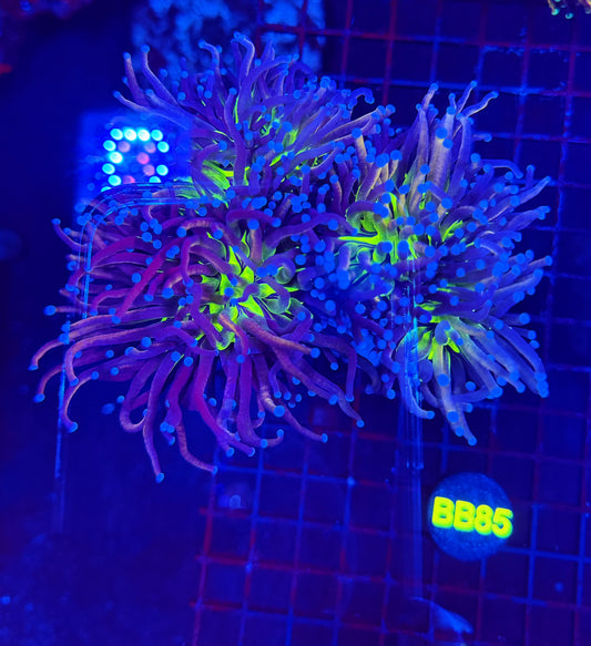 24k tiger Knicks colony b85