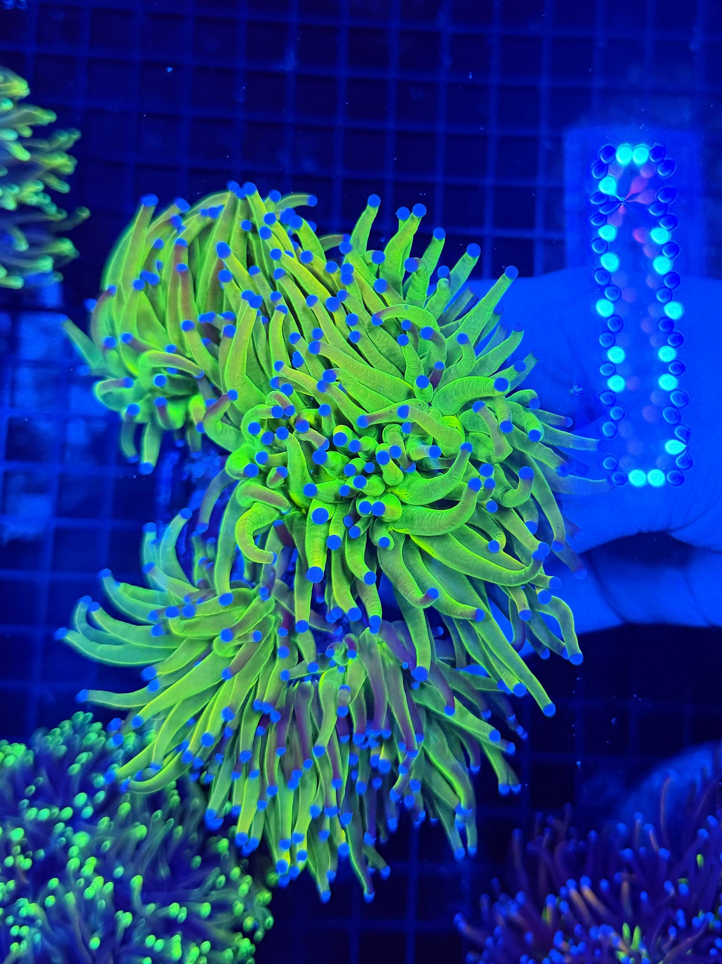 Rainbow HG 3 heads colony
