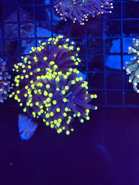 Neon tip L
