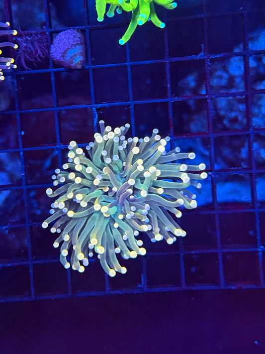 Green yellow tip