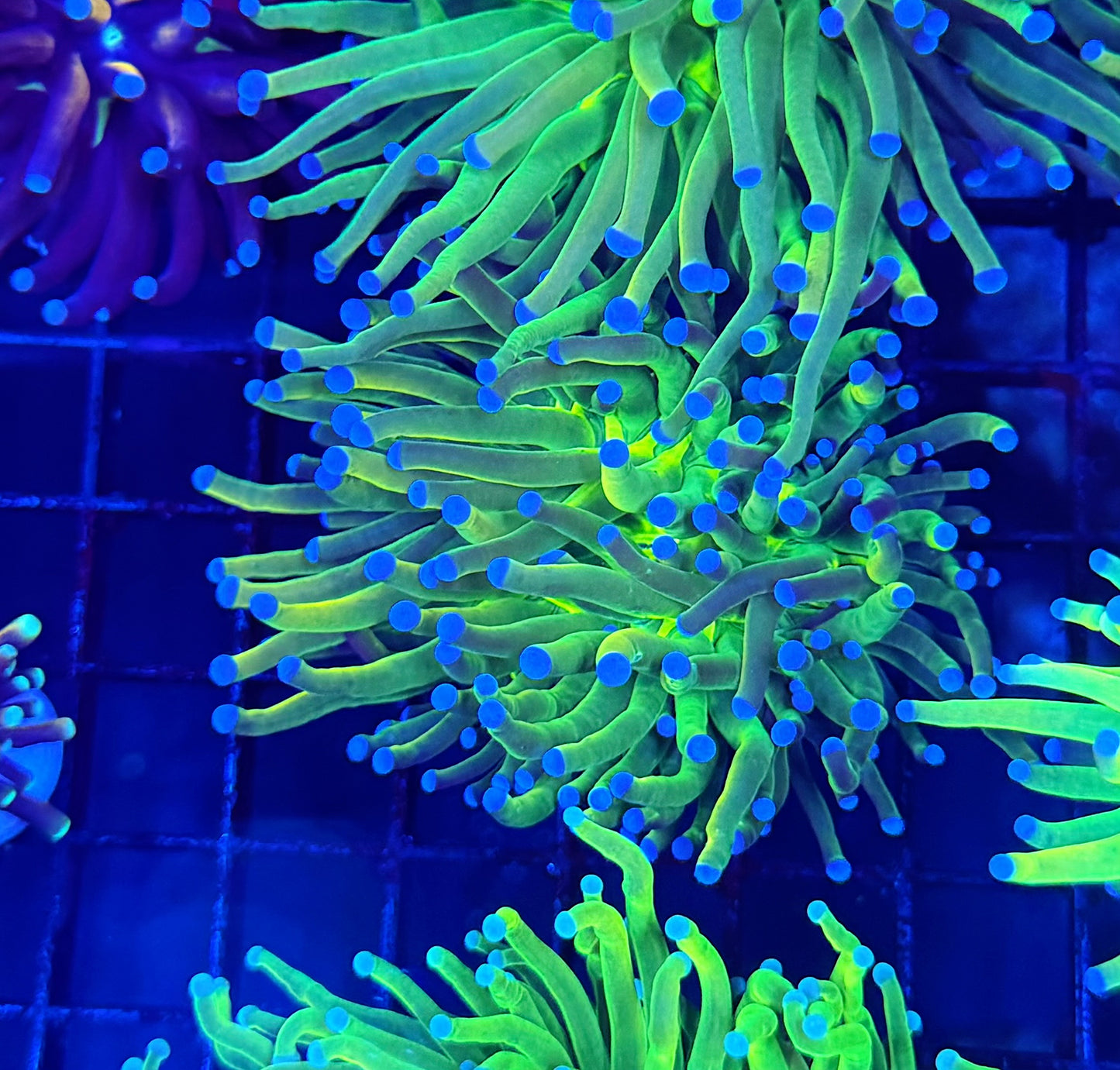 Rainbow hg large