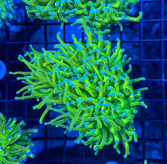Indo hg type large