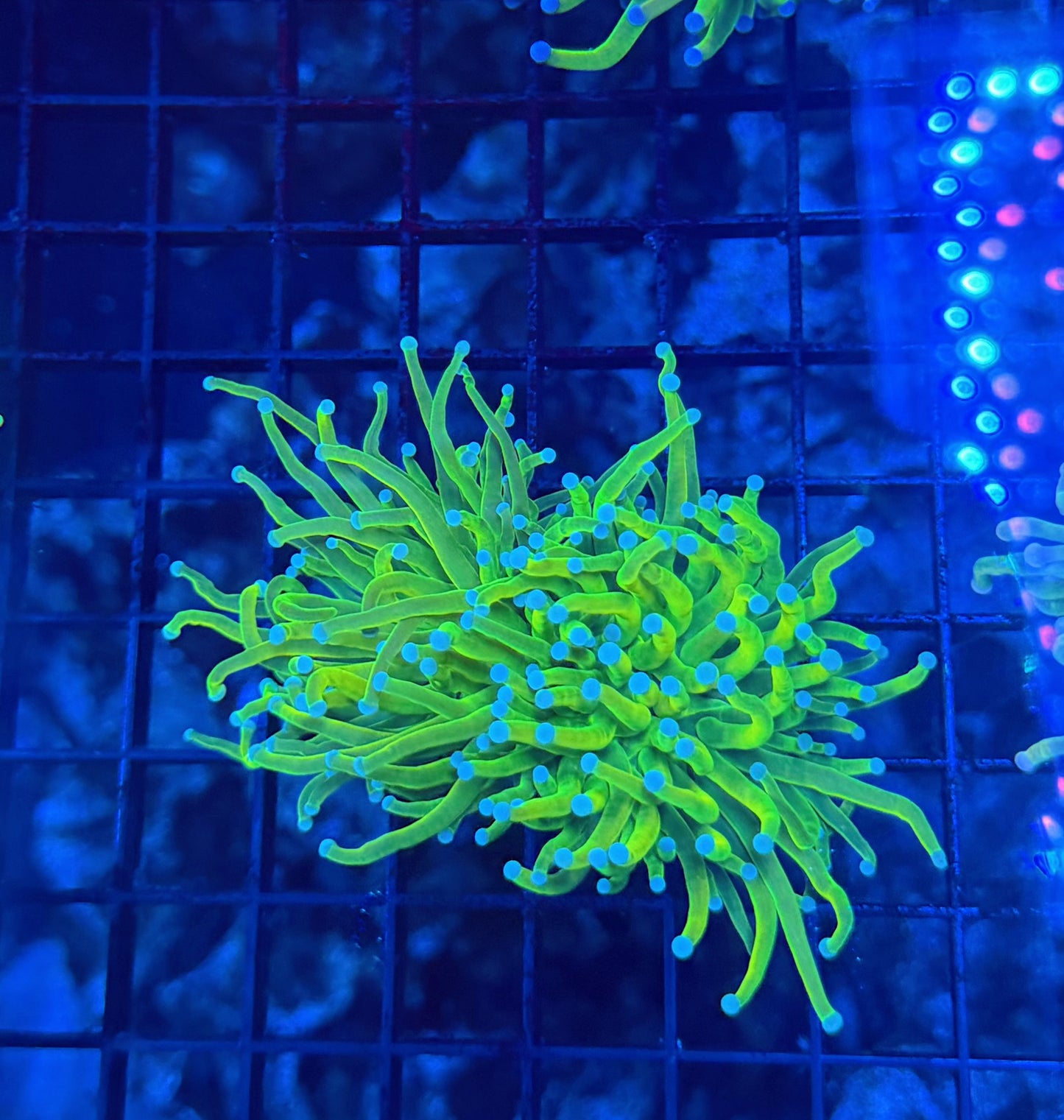 Indo HG type large