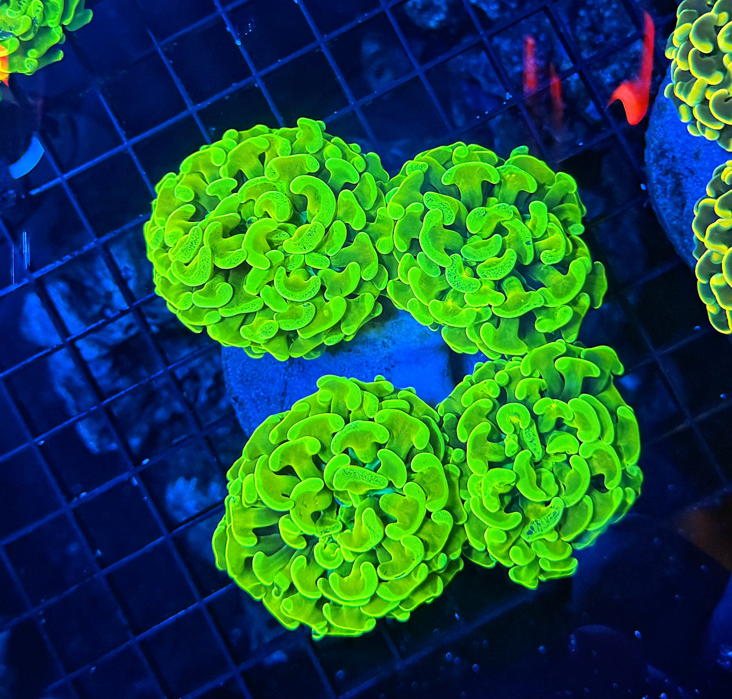 Malay fat head hammer colony