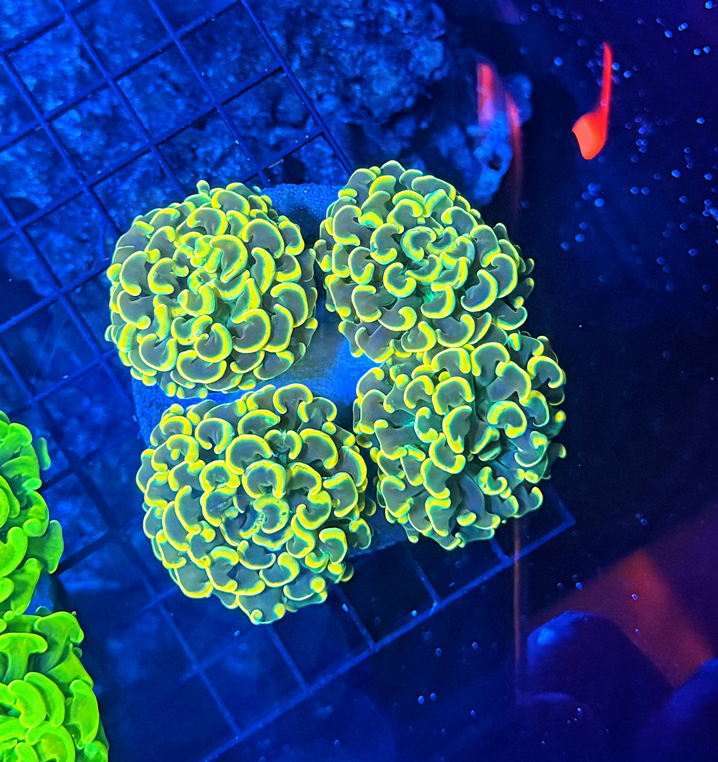 Malay fat head hammer colony