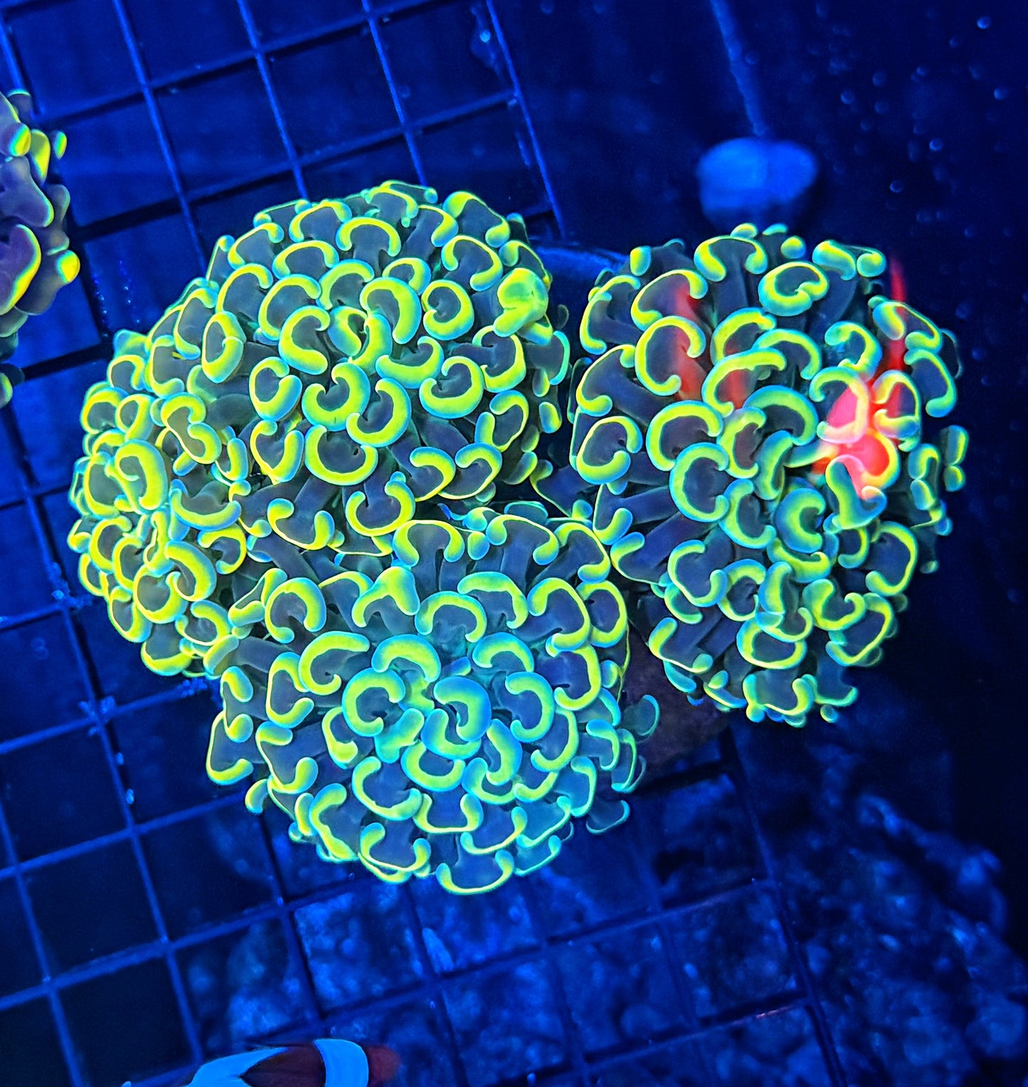 Malay fat head hammer colony