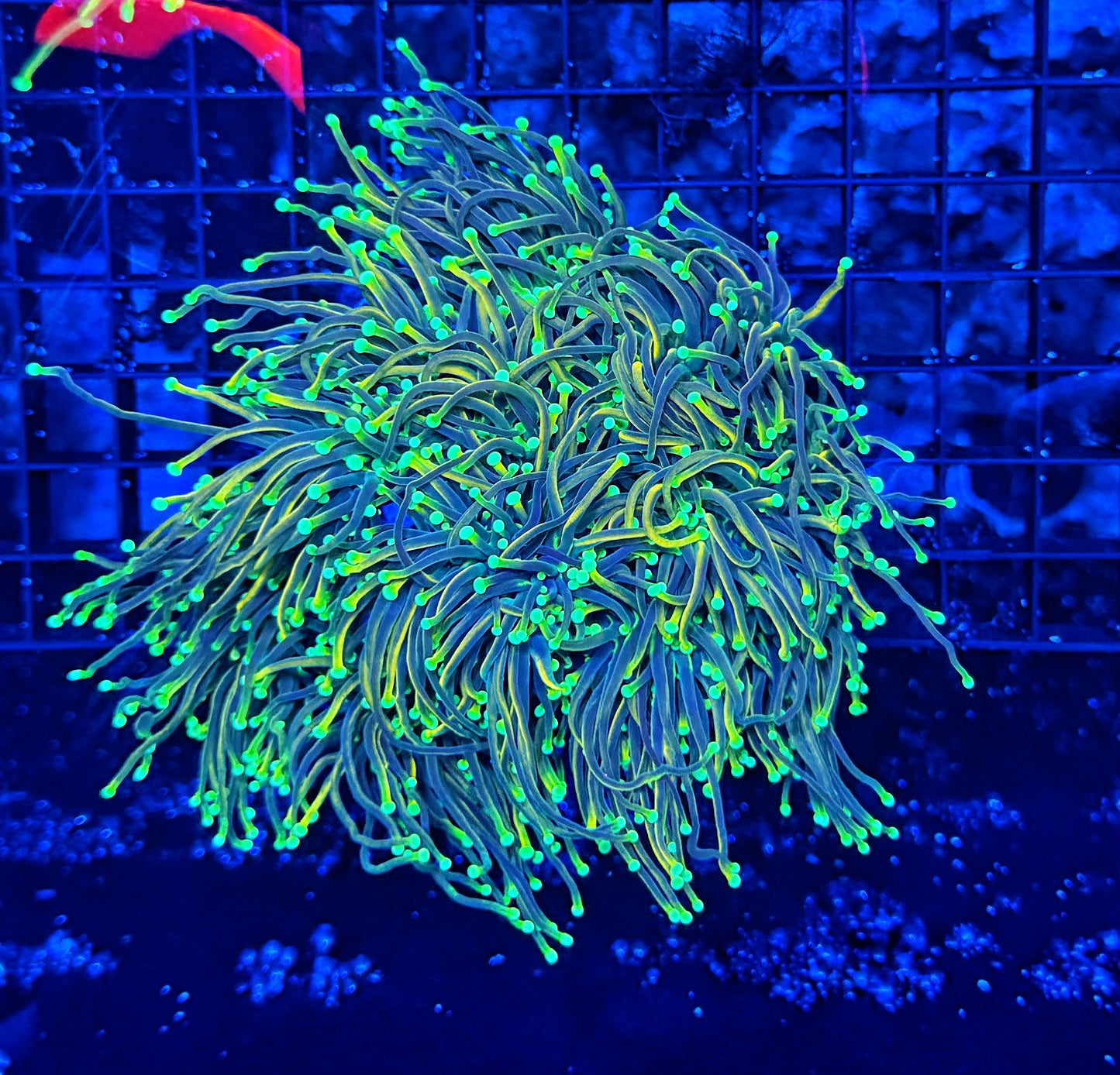Firefly colony cuttable 6-8+ heads large