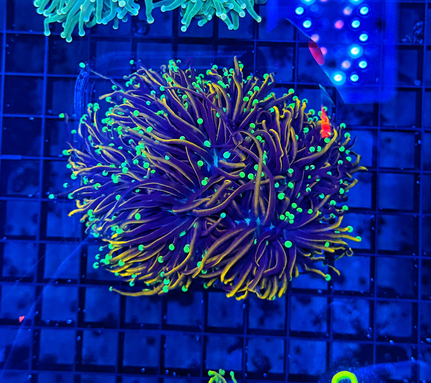 Indo colony cuttable 4-8+ heads
