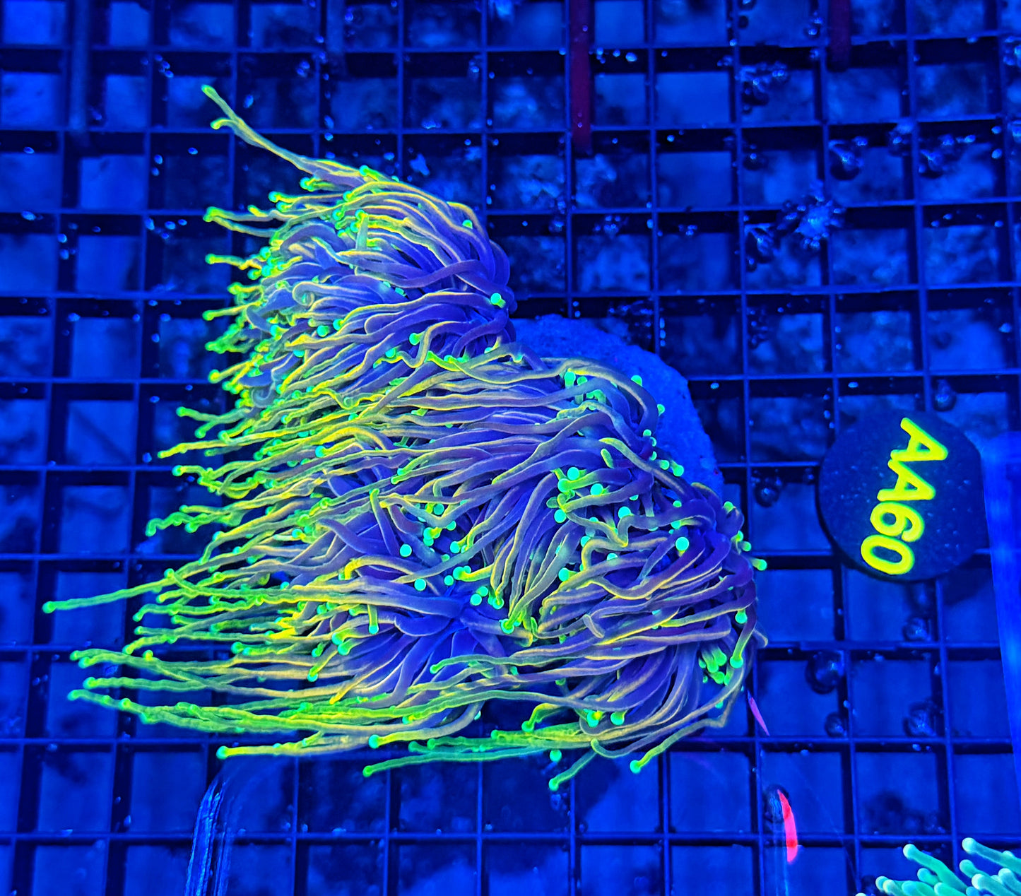 Hellfire colony cuttable 4-8+ heads