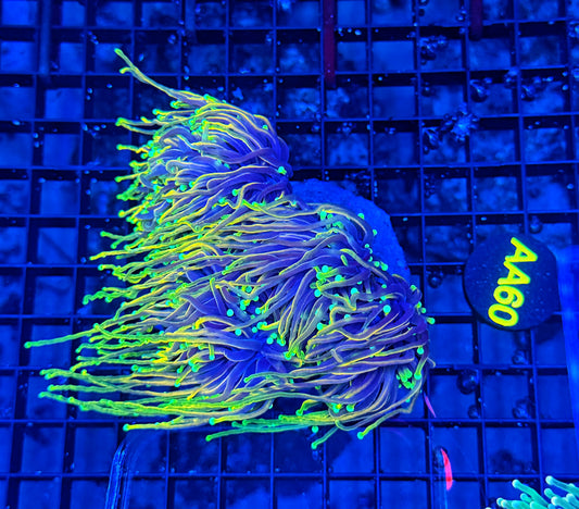 Hellfire colony cuttable 4-8+ heads