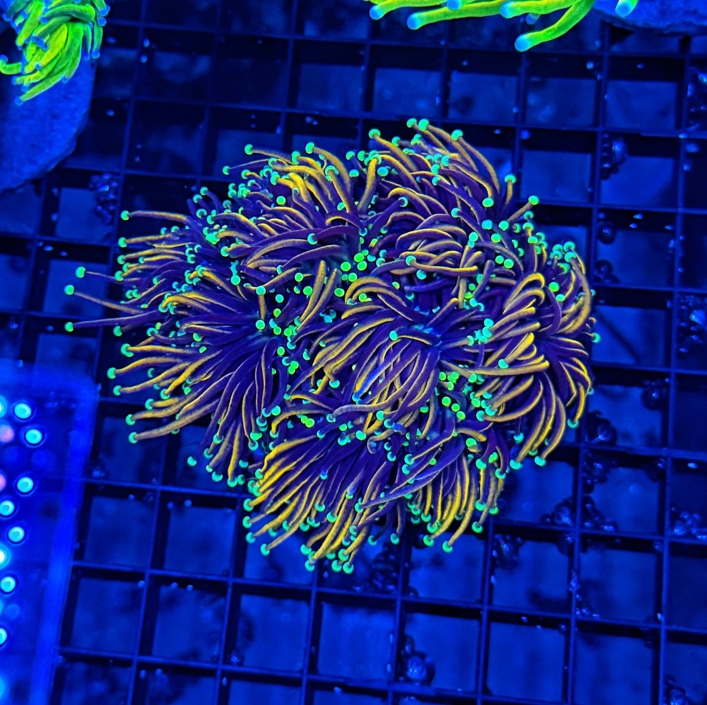 Indo colony cuttable 4-8+ heads