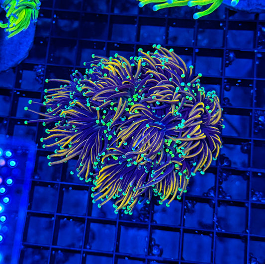 Indo colony cuttable 4-8+ heads