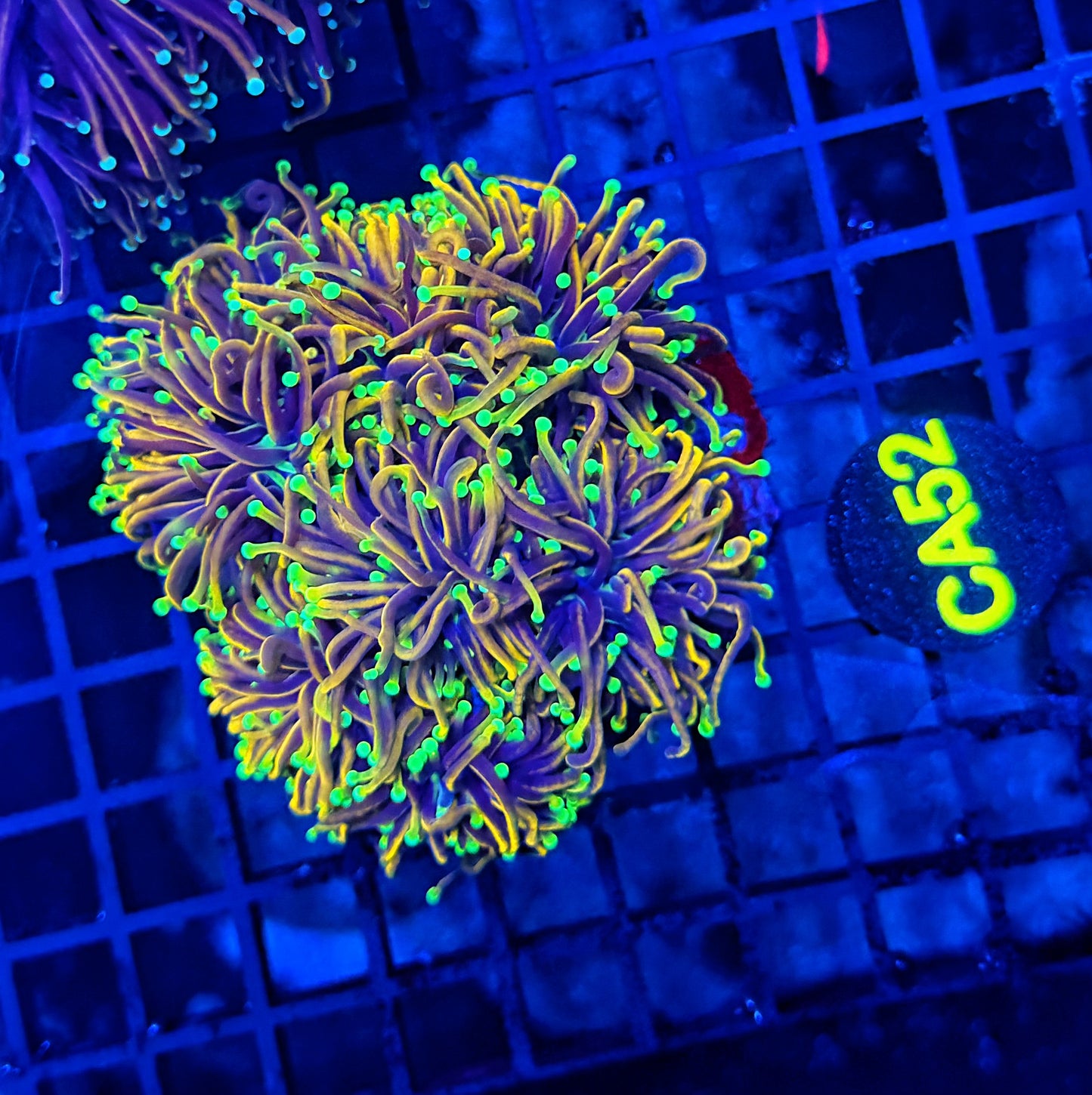 Indo colony cuttable 4-8+ heads