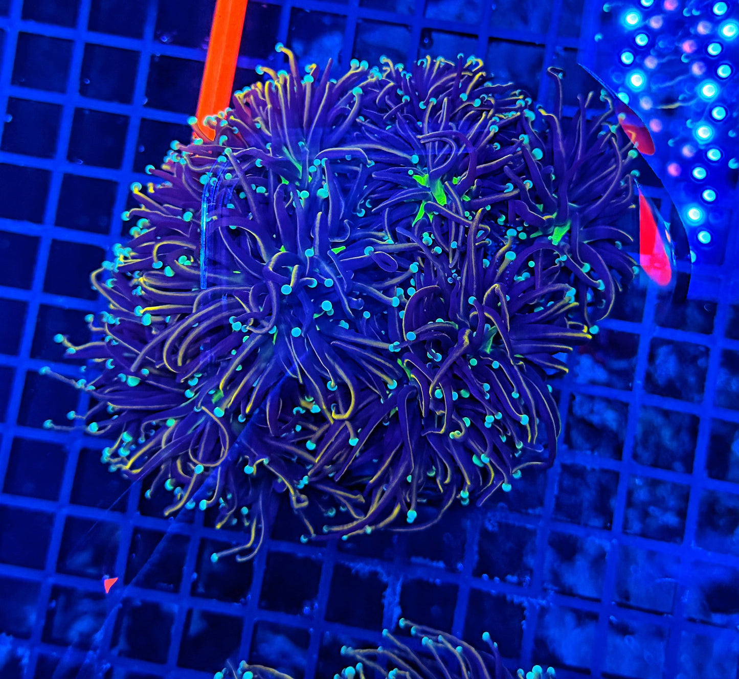 Indo colony cuttable 4-8+ heads