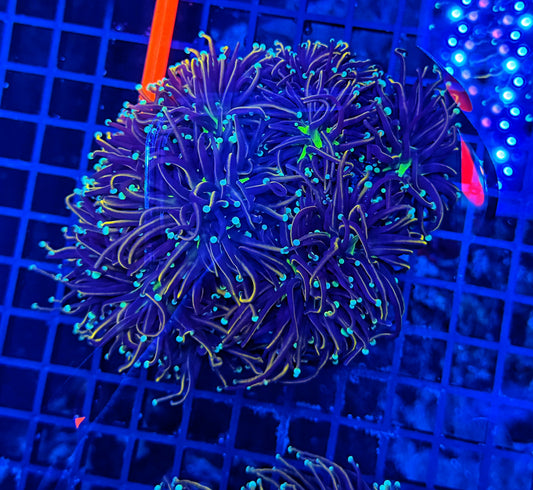 Indo colony cuttable 4-8+ heads