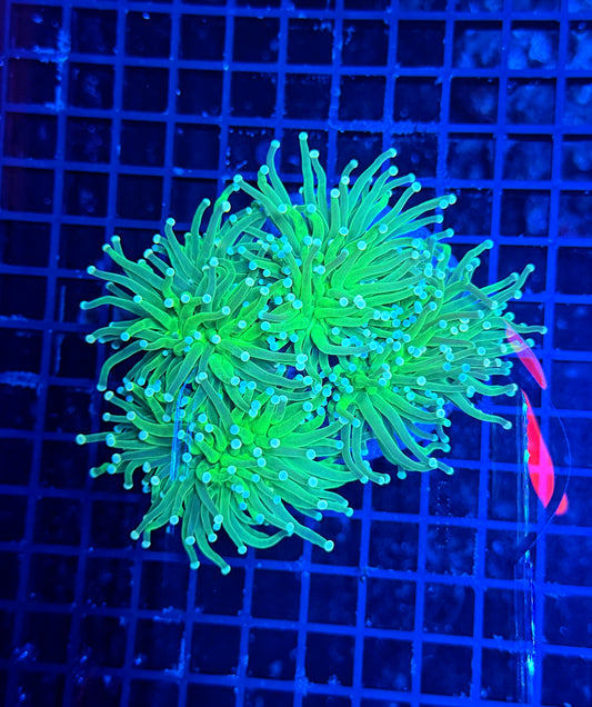 Indo green colony