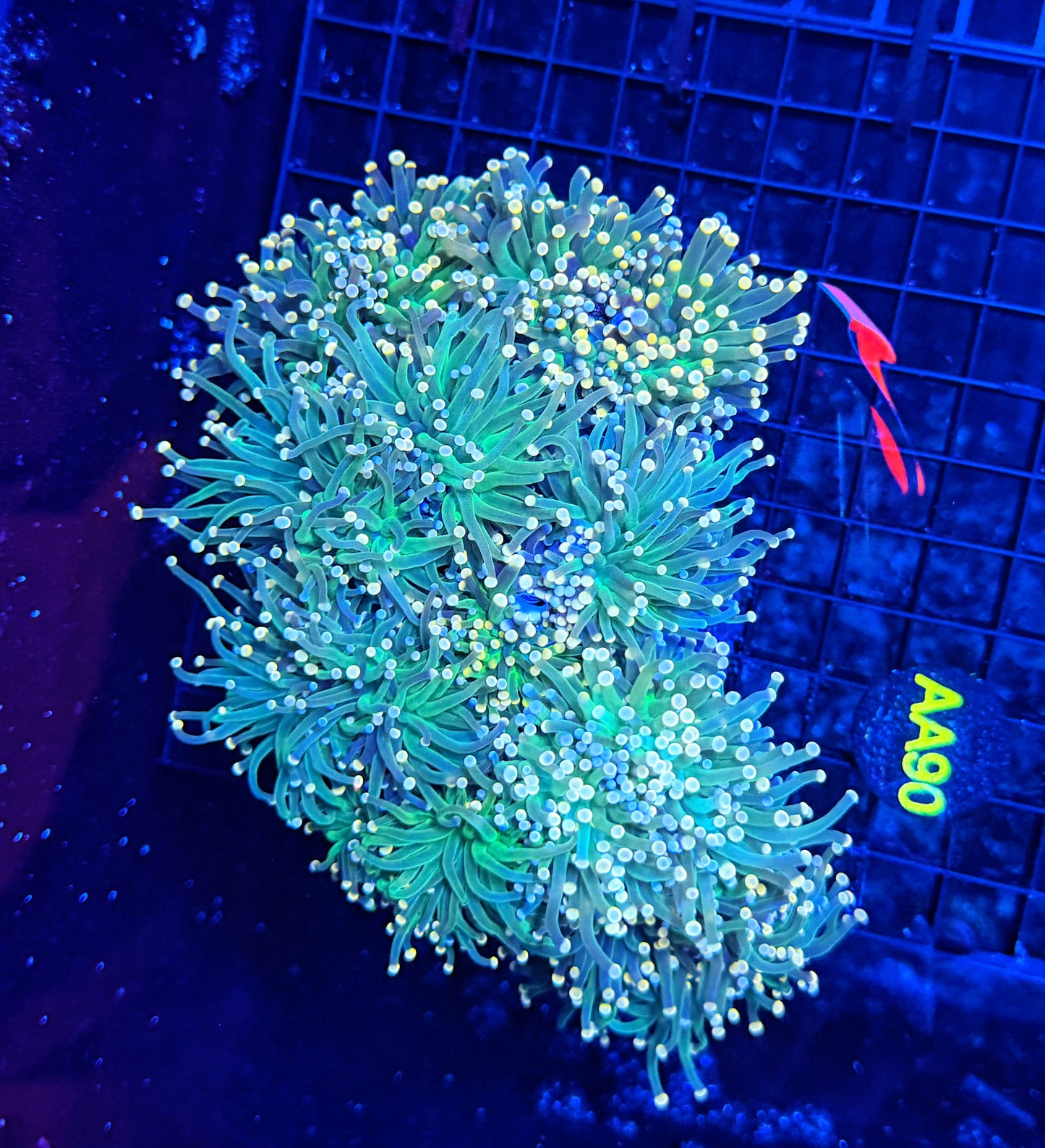 Indo green colony L