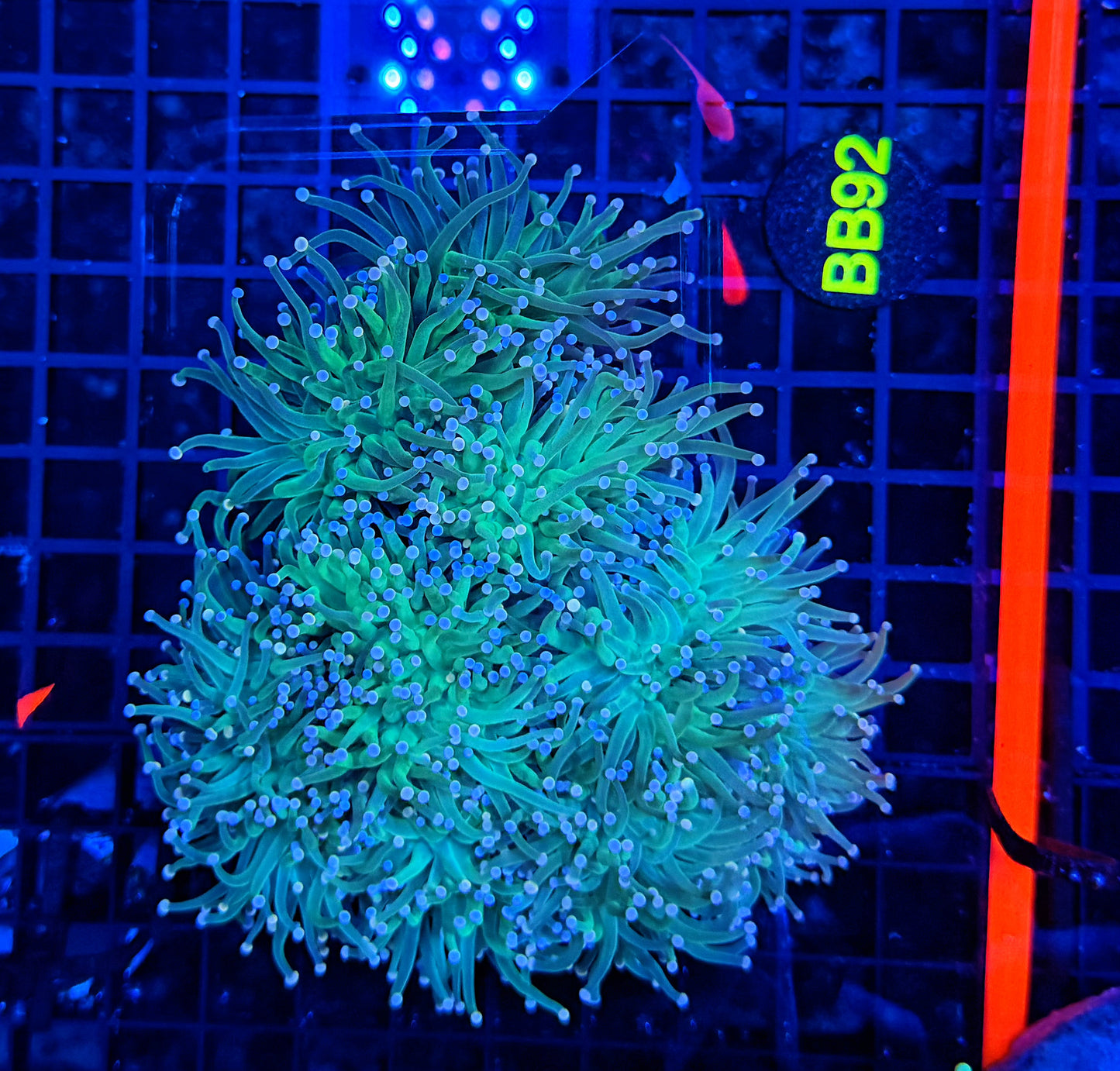 Indo green colony L