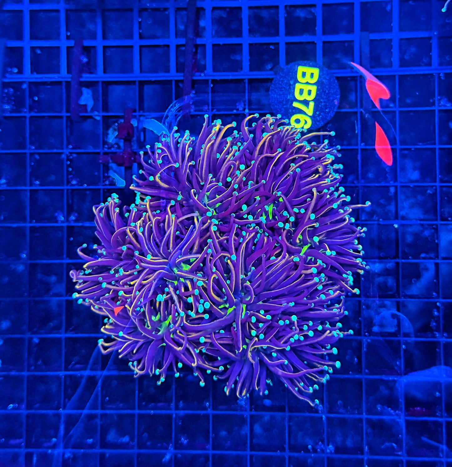 Indo colony cuttable 4-8+ heads
