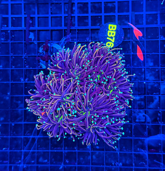 Indo colony cuttable 4-8+ heads