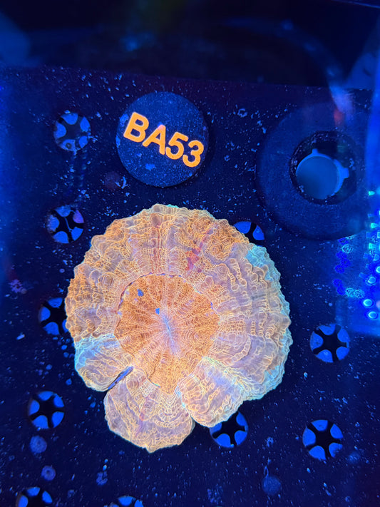 Rainbow acantho (minor damage) ba53