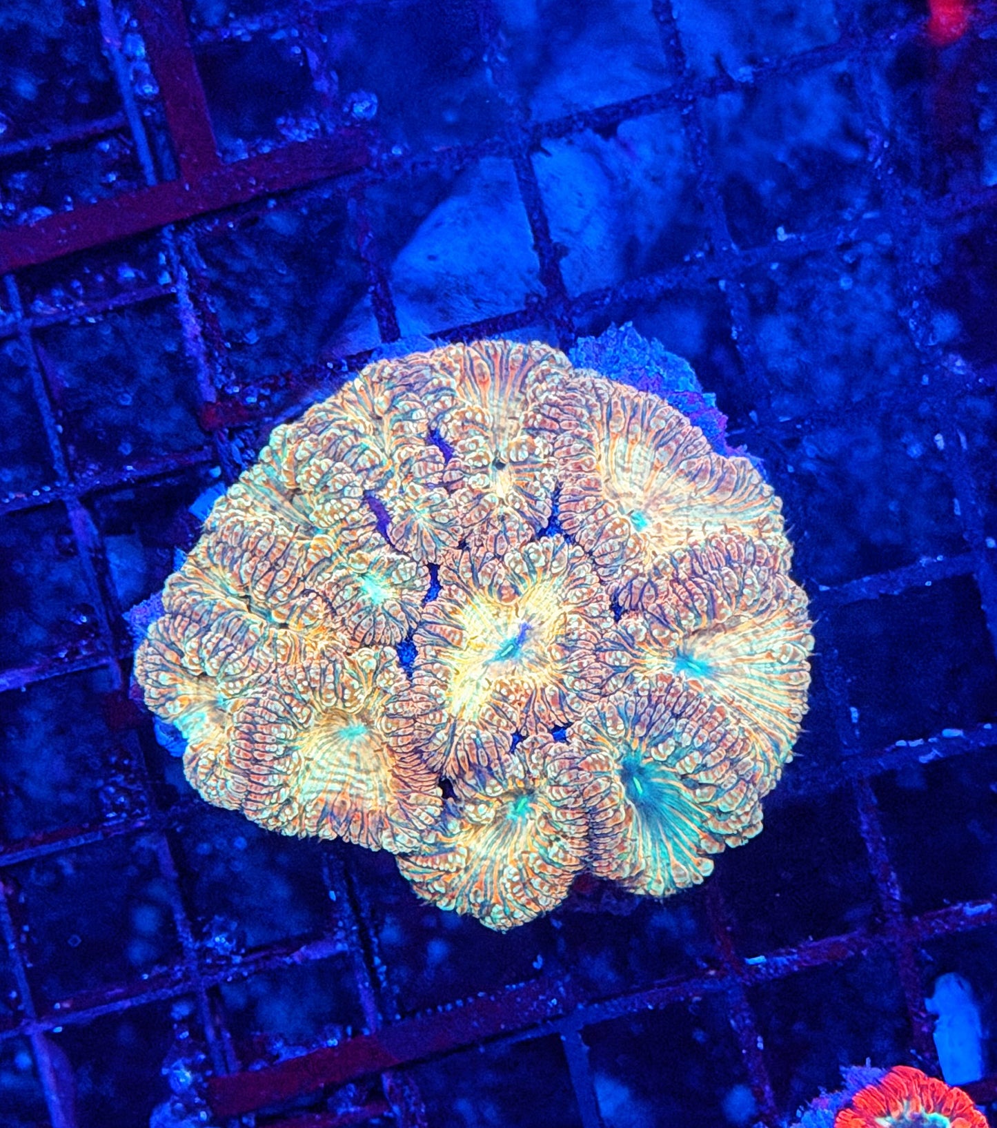 Rainbow blasto colony