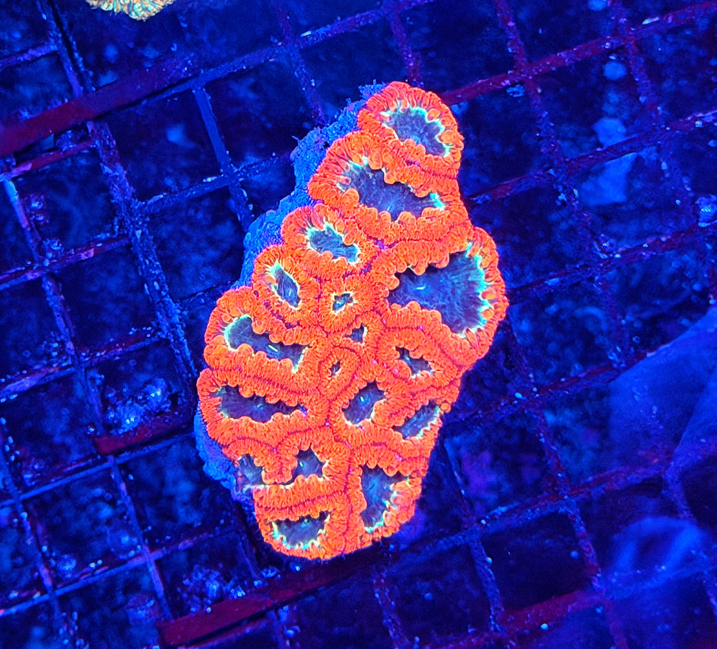 Rainbow blasto colony L