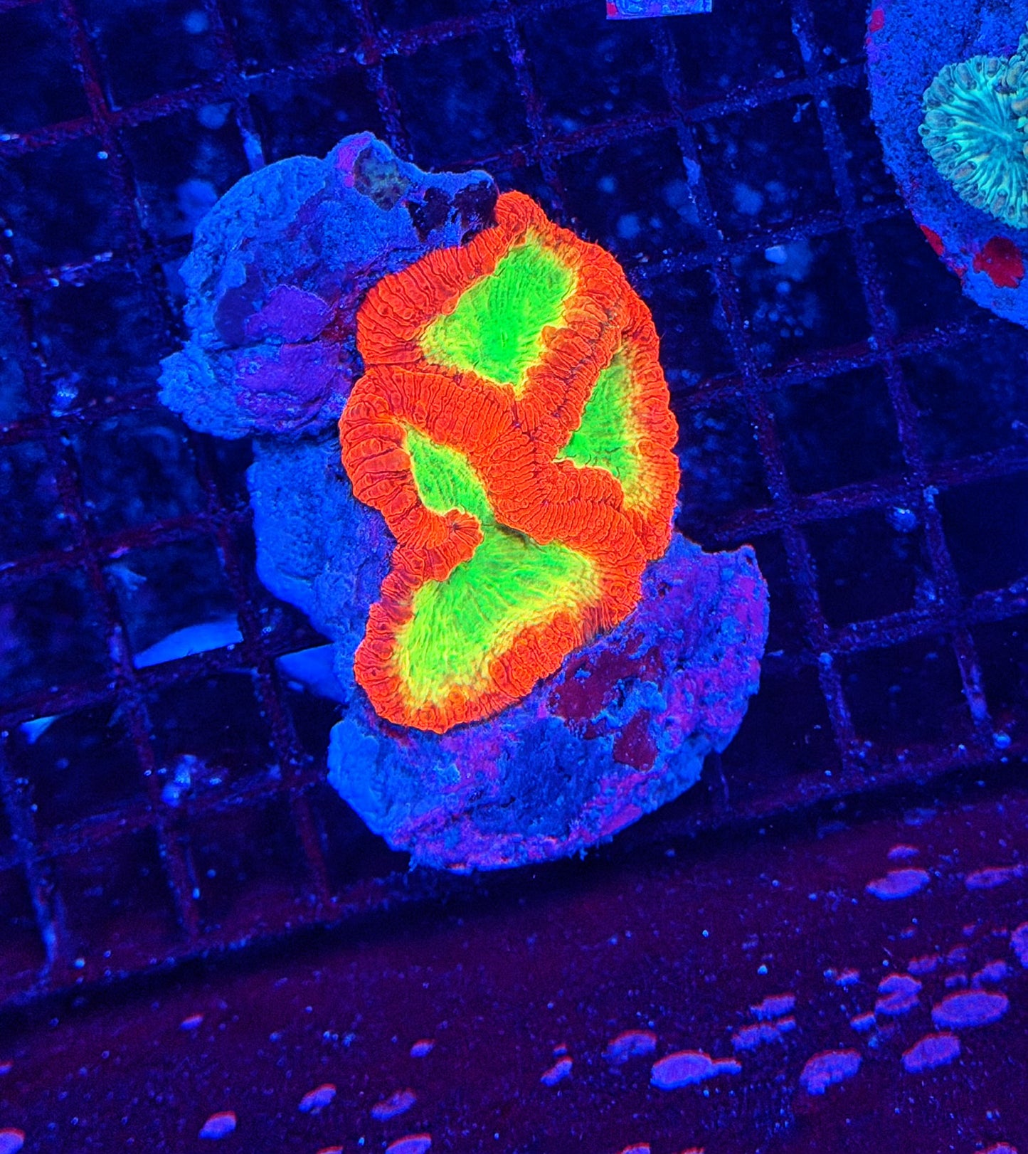Rainbow blasto colony Big head