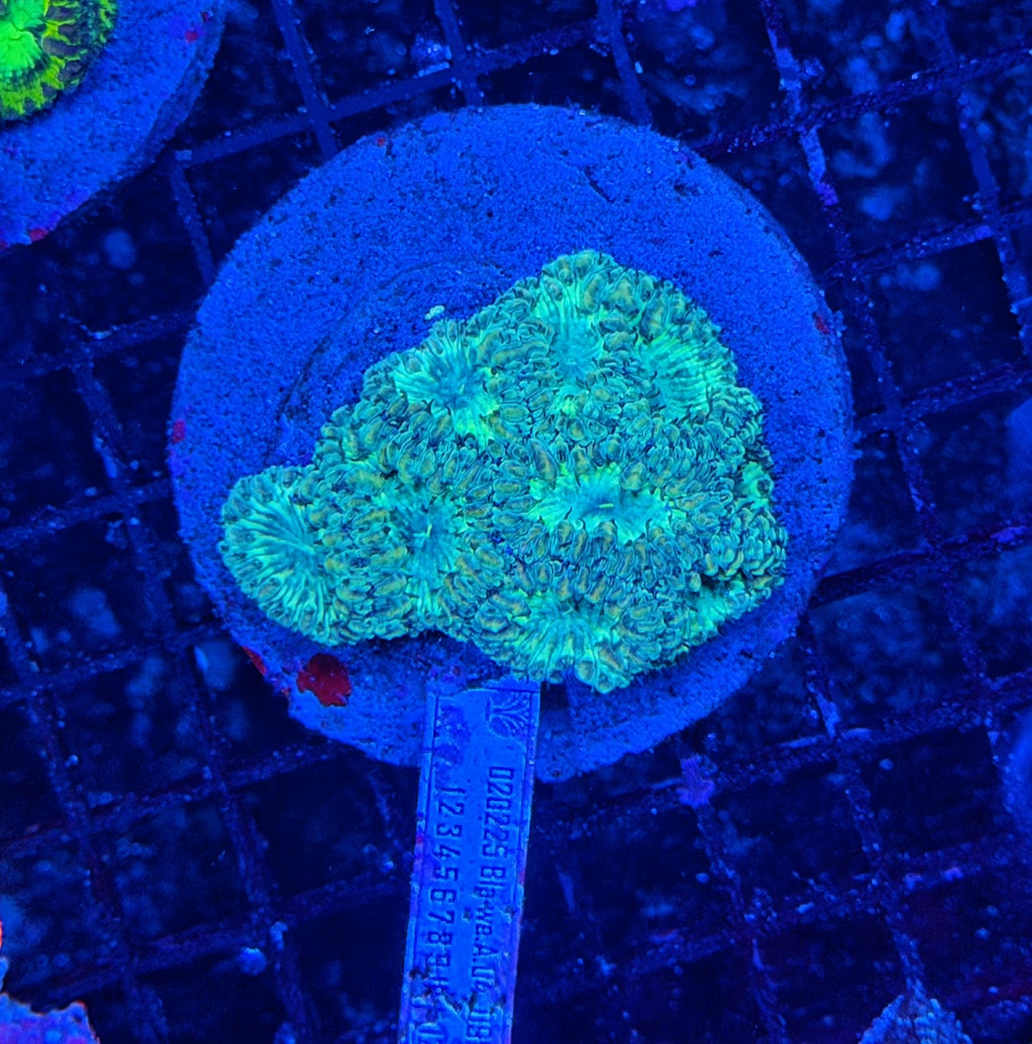 Rainbow blasto colony
