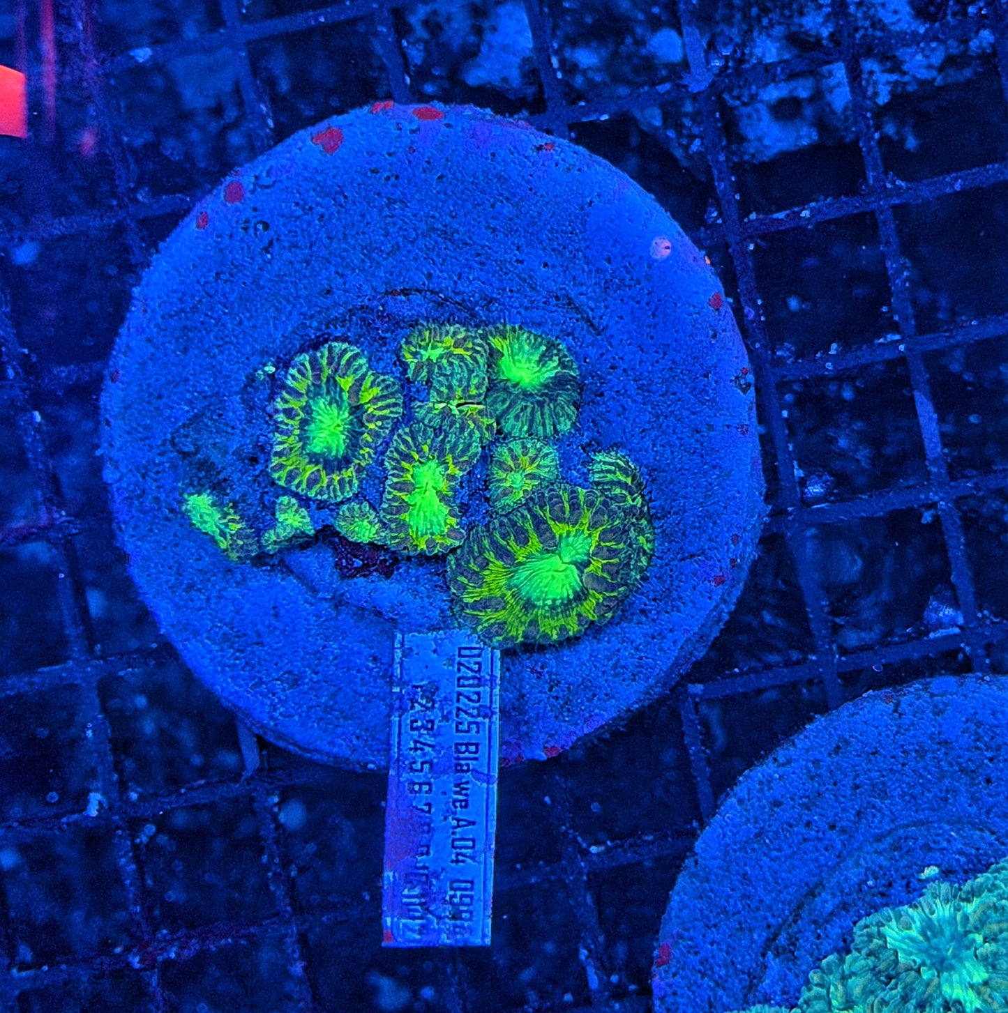 Rainbow blasto colony